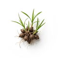 80% Cyperus Rotundus Oil