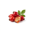 Rosehip Oil